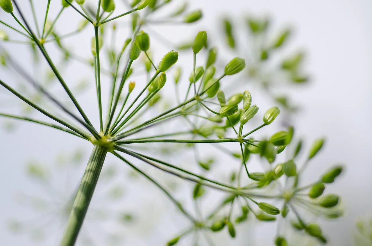 Le vent dans les herbes hautes