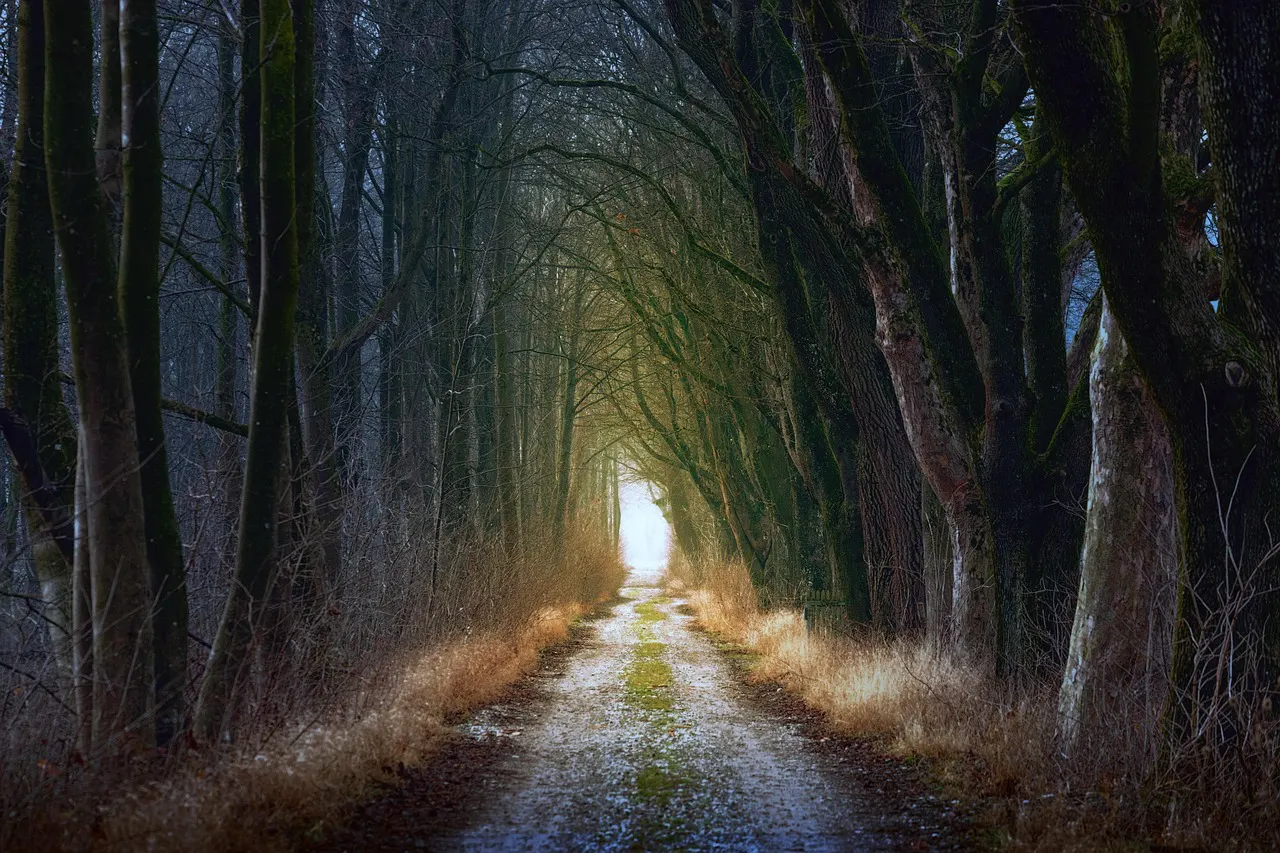 Le chemin des pierres silencieuses