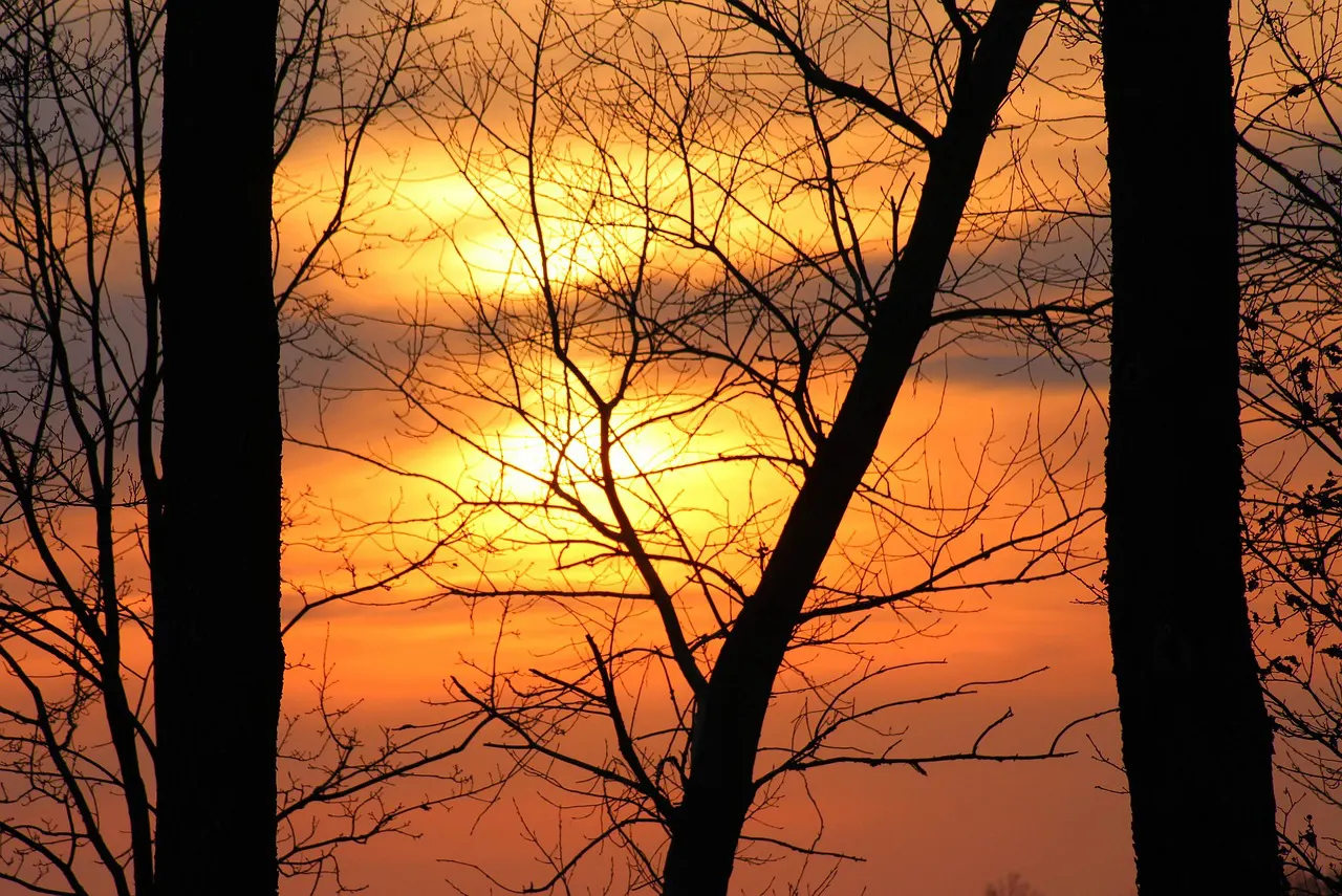 Le ciel bas, les arbres et le silence